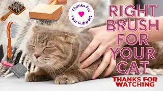 How to Choose the Right BRUSH for Your CAT