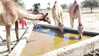 A Peaceful Moment After the Desert Struggle | Camel Drinking Water&rdquo; #camelvideo#desertlife#longvideo