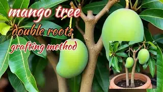 Mango tree double roots grafting method 