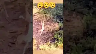 Leopard amazing skills 😮 #animalbehavior #leopard