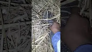 catch scary animals sleeping in the straw #shortvideo #nature #woodscraft #animallife #animals