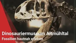 Dinosauriermuseum Altmühltal: Fossilien hautnah erleben