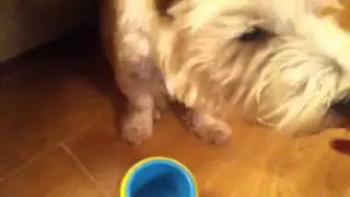 Max stacking cups!!!