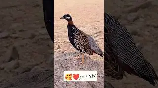 Black Francolin Sound | kala teetar  #blackfrancolinvoice #teetar #kalateetarkiawaaz #kalatetarvoice
