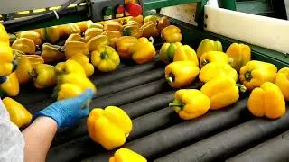How  Peppers / Capsicum are Harvest and Packed | Grading and Packing Techniques in Canada 🇨🇦