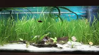 01. Fishkeeping Channel Introduction