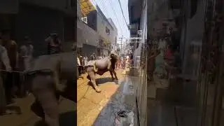 #full #dangerous #heavy #bull #cow #qurbani #pakistan #2025 #,☠️