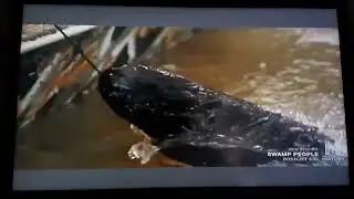 SWAMP PEOPLE - SWAMP PROFESSOR (BLACK RAMBO THE GATOR HUNTER)