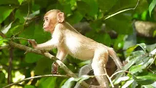 Brother Alberto Still Good Care Poor Abandoned Baby Monkey Elpida