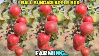 Ball Sundari Apple Ber Farming | Apple Ber Farming | Ber Ki Kheti 