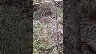 Buck, too far at other person's property.