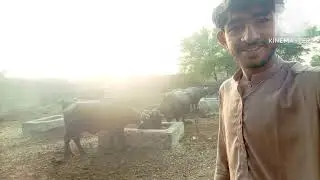 دوستو آج محمد فرحان نے اپنے مویشیوں کے فارم دکھایا  /MuhammadFarhan show his farm