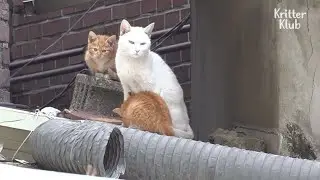 Бродячая кошка стала такой костлявой из-за повторной беременности (Часть 1) | Криттер Клуб