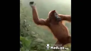 Mansa Puja mangsho khabo bhai 😂😂😂😂