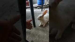 chiki the Rabbit (2) #shorts