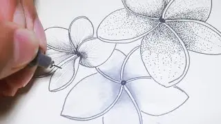FLOWERS - Time Lapse (Crosshatch, Stipple & Copic)