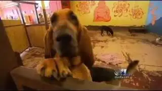 No Oversight for Texas Pet Boarding Services