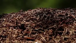 La fourmi rousse des bois