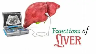 Functions of the Liver Explained in Telugu | B.Pharm HAP