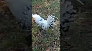 Spotty the White Appenzeller Spitzhauben Rooster! #chickens