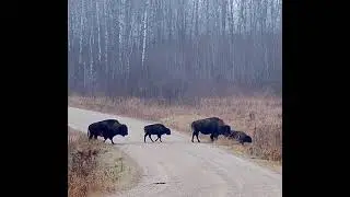 Bison Tension #wildlife #shorts #bison #nature #wildlifewatch