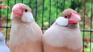 Lover of java sparrows sing a sweet song in a big group. They are so sweet. Java sparrows singing.