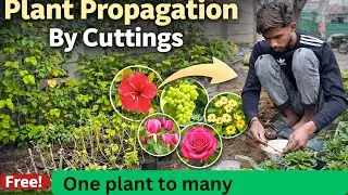 Plant Propagation by Cutting | Simple Method -Urdu / Hindi