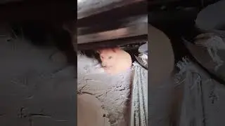 Puppy crying the sound,call the Mom!!! cute puppy #animals  #puppylove