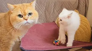 He didn't expect this. 😳 The Cat William meets his son Pikachu for the first time