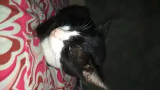 My very picky eater and clingy cat🐈