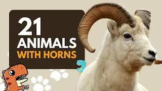 21 Animals with Horns for Kids to Learn - Educational Video