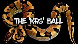 The Uncommon Ball Python Gene with HUGE Potential! (Kalabash Reduction Gene)