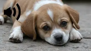 dog barking sound