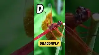 Animal Alphabet Adventures | Episode 4 | 'D' for Deer | #abcd #kids #viral #shorts