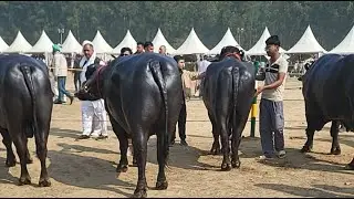 ADULT BULLS RING..🔥🔥 KURUKSHETRA Govt. mela|