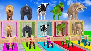 Long Slide Game With Cow Elephant Gorilla Hippopotamus Tiger 3d Animal Game Funny 3d Animals