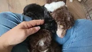 AKC Standard Poodle girls- born 5/16/24 - ready 7/11/24