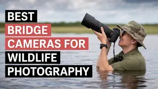 Лучшая гибридная камера для фотосъемки дикой природы в 2026 году
