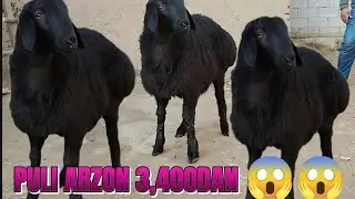 YIRIK HUSORI KASHTANG TO'HLI QO'ZI SOVLIQLAR 3,400DAN😱😱