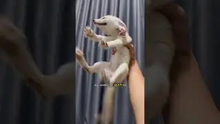 Fennek: Der s&uuml;&szlig;este W&uuml;stenfuchs der Welt!