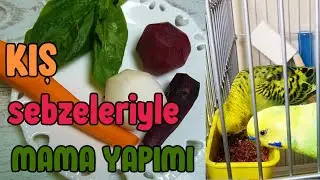 Kış Sebzeleriyle Muhabbet Kuşu Mama Yapımı