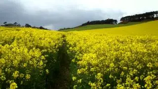 Walk In Field Of Yellow North Fife Scotland May 16th