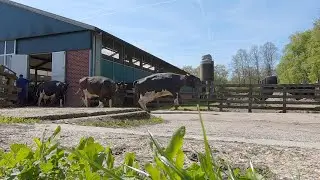De koeien weer naar buiten!