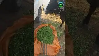 Animal For Sacrifice On Eid Ul Azha 19 #eidulazha #youtubeshorts #youtubevideo #shorts
