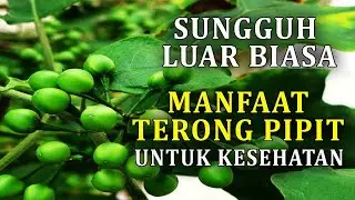Luar biasa !! Manfaat terong pipit untuk kesehatan
