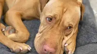 Sad rescue dog left alone by her Vizsla brother (CUTE ENDING!)