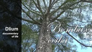 Красное хлопковое дерево (Bombax ceiba) - часть 1