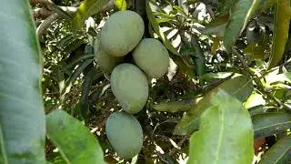 Neelum Mangoes, 2021 Season, Ulavapadu Mangoes