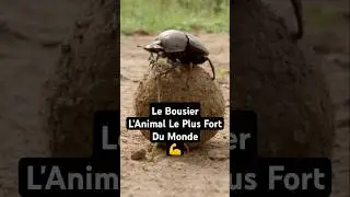 Le Bousier | L'Animal Le Plus Fort Du Monde 💪  #shorts