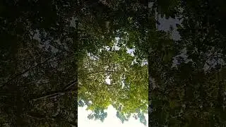 Nature break/do you see serenity/bliss🏆🌳